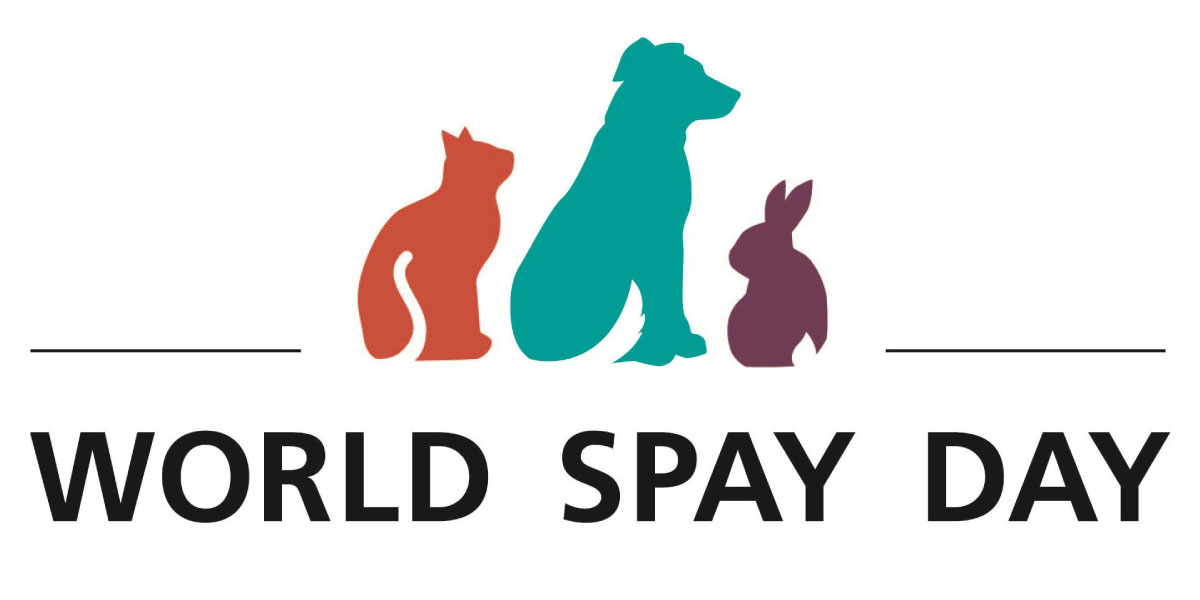 World Spay Day Animal Rights Foundation Kosovo