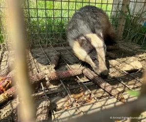 Mbajtja e vjedullës në restoranin "Liqeni i Mjellmave" © Animal Rights Foundation